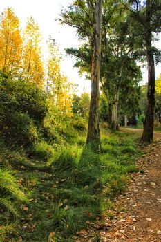 Green leafy forest and sunlight in the morning in Chelva, Valencia, Spain