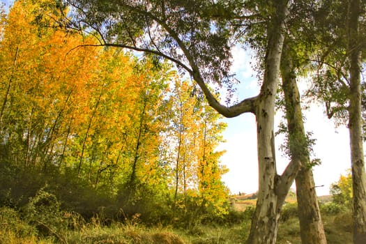 Colorful leafy forest and blue sky background in Spain