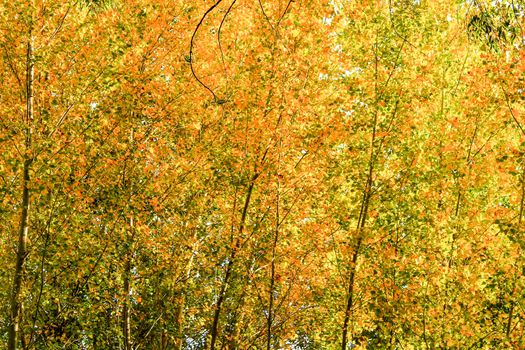 Colorful yellow an green forest leaves texture