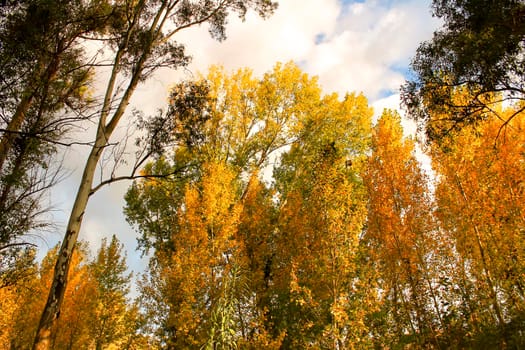 Colorful leafy forest and blue sky background in Spain