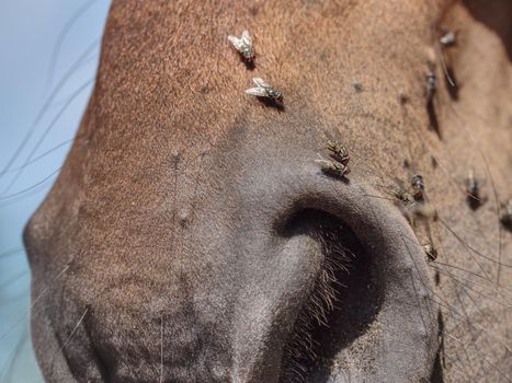 Closeup of the nose of a brown horse. Animal detail portrait outdoor