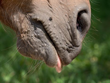 Horse nose and  mouth with small flies. Insects on animal head. Muzzle of a big brown horse