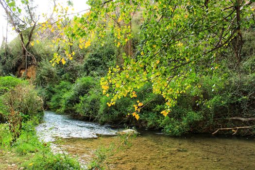 Leafy forest by the river in Chelva, Valencia, Spain