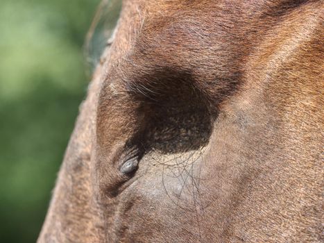 Detail of blind horse head. Horse without eye ball. The eye missing