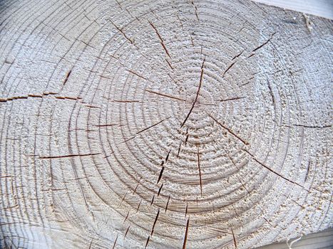 Corner of blockhouse from logs. Connection of logs. Wood annual rings. Green building concept. Rope for wooden log germetization