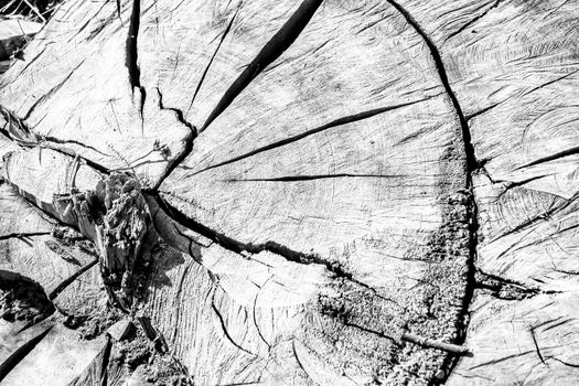 Tree trunk texture in the forest in Spain