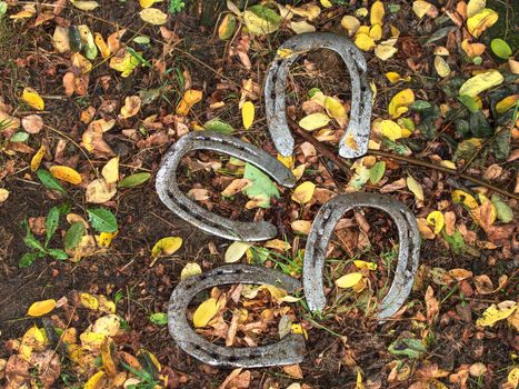 Worn out manual hammered horseshoe after change lying on the grassy ground with colorful autumn leaves around. Autumnal season in horse farm.