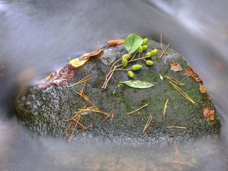 Colorful leaves autumn colors in stream. The yellow green broken leaf from alder tree on basalt stone in blurred water of mountain river. Beauty scenery