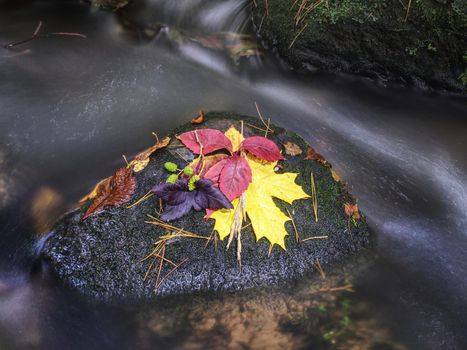 Autumn bouquet of flowers and fallen leaves on mossy stone in a creek. Symbols of autumn.