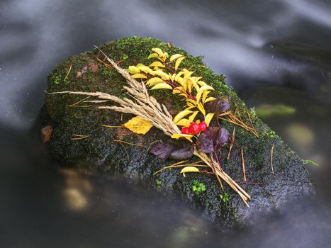 Fall colors. Detail of stone in mountain river covered with colorful autumnal leaves. Vivid colorful leaves and poor mossy stones on river bank.