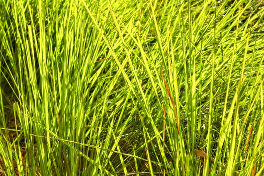 Texture of green leaves in the nature in Spain