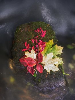 Fall bouquet of dry flowers and fallen leaves on a stone in a creek. Leafage symbol on wet moss stone in mountain stream