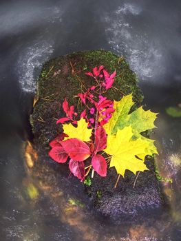 Colorful Autumn in natural park - vibrantl leaves on stone and fast river with bubbles