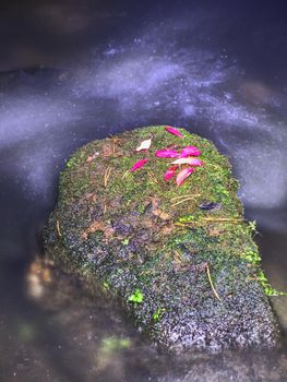 Red pink broken branch leaves in streem. Fallen leaves on sunken boulder in blurred rapids of mountain stream. Shinning bubbles in dark water