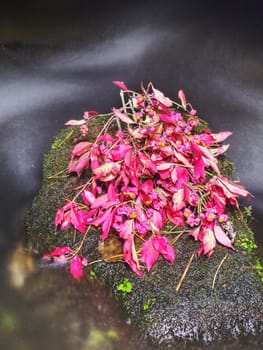 Autumn red pink leaves of bush put on mossy stone in creek. Fall season at river in natural park.