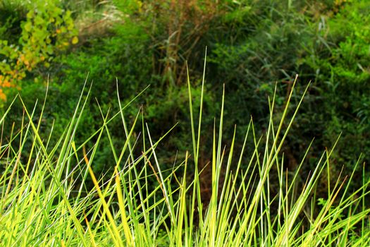 Texture of green leaves in the nature in Spain