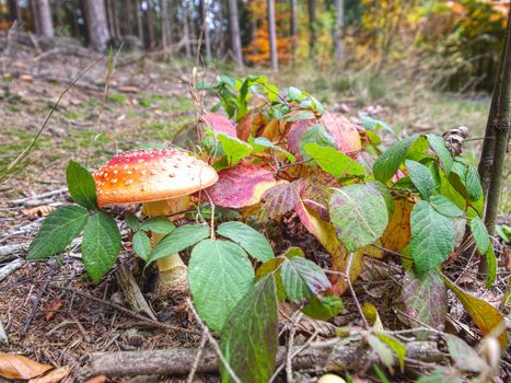 Mushrooms grow on a leaves and moss-covered stump