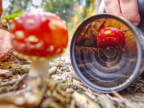 Mushroom mirroring in camera lens while photographer take picture 