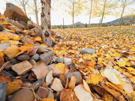 Stony pile in paddock with level of yellow lime leaves. Stock of building material.