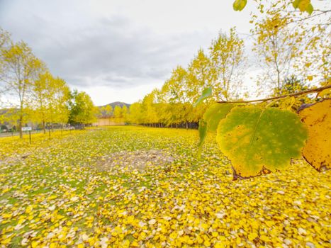 Poplar alley at horse paddock, fallen yellow green leaves everywhere