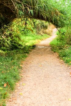 Path going deep into the leafy forest in Chelva, Valencia, Spain