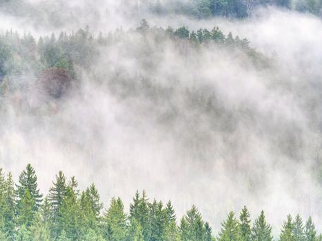 Autumnal landscape with foggy forest, green needles and leaves at cloudy sunrise. Fairy misty forest in autumn. 