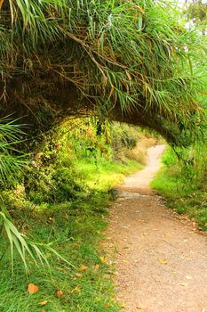 Path going deep into the leafy forest in Chelva, Valencia, Spain