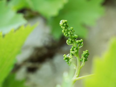 Bunch of green unripe white grapes in leaves growing. Selective focus, shallow DOF.