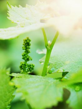 Bunch of green unripe white grapes in leaves growing. Selective focus, shallow DOF.