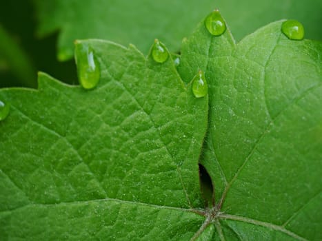 Young green grape vine branch during spring. Detailed young grape vine leaf