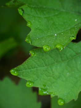 Few drops of dew on the tips of the green  leaves of the vine like a necklace of pearls.  Leaf of grapes with water drops, blurred background
