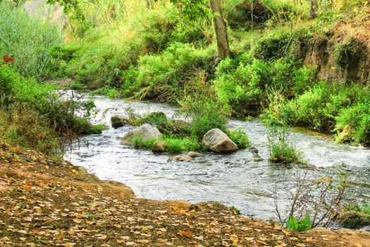 Leafy forest by the river in Chelva, Valencia, Spain