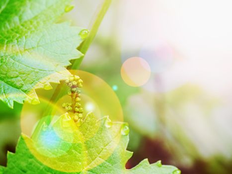 Grape vine with young leaves and buds blooming on a grape vine in the vineyard. Spring buds sprouting. Sprout of Vitis vinifera grape vine.