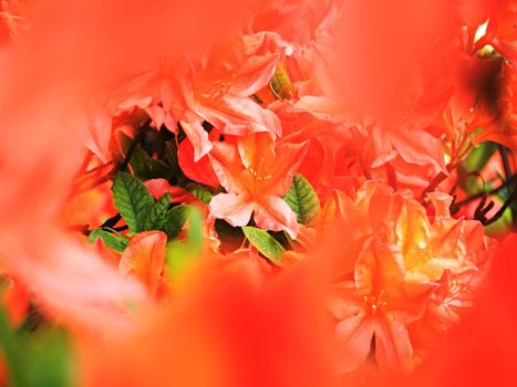 Red orange azalea flower, bush. Stamens with pollen. Orange red rhododendronin wild blossom,  shallow dof. Amazing spring time in garden