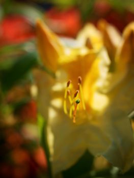 Yellow flower of rhododendron shrub. Beautiful blossoming azalea flowers in spring