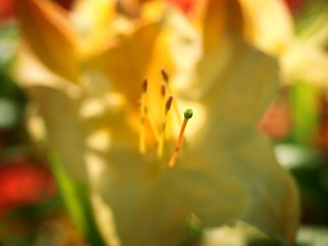 Yellow flower of rhododendron shrub. Beautiful blossoming azalea flowers in spring