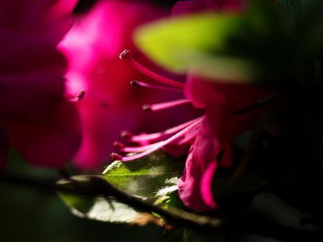 Blossoming azalea flowers, with delicate red purple bushes.  Beautiful blossoming azalea flowers in spring