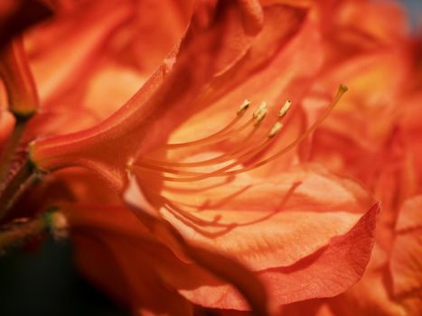 Red flowers blooming in the garden in spring. Blooming red purple azalea flowers in Garden. Orange red rhododendron blossom, shallow deep of focus