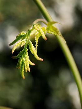 Young fern bud. Crowded green fresh fern in the forest.  Detail view