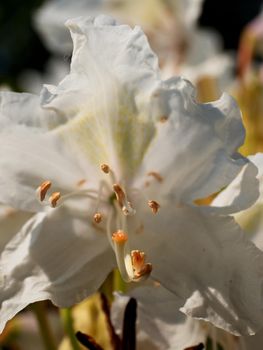 Detail of white azalea flower blossom. Nice flowering of Azalea. Snow-white buds against background green foliage. White petals of delicate flowers.