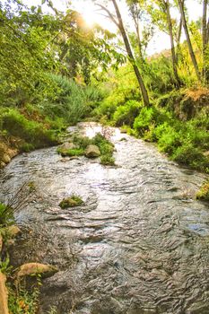 Leafy forest by the river in Chelva, Valencia, Spain