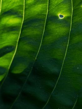 Hosta, ornamental plant for landscaping park and garden design. The Hosta plant for landscaping park and garden design. Large lush greenery with streaks. Veins of the leaf.
