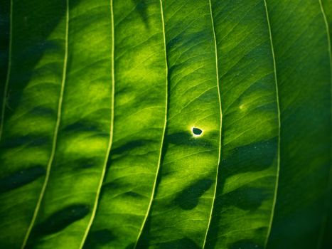 Leaf contour of the hostа plan, lush foliage. Dark green colored leaves of a plant. The hosta in the garden