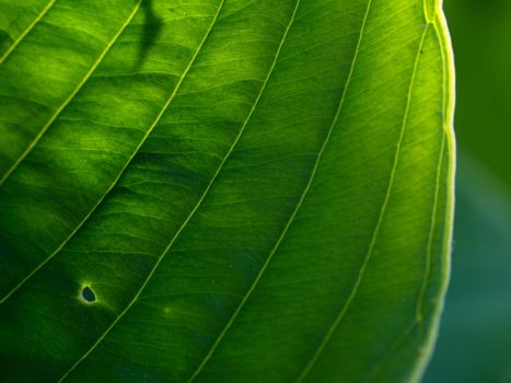 Hosta flower, ornamental plant for landscaping park and garden design. Ribbed and glaucous giant leaves of hostas