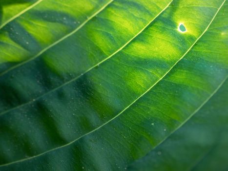 Leaf contour of the hostа plan, lush foliage. Dark green colored leaves of a plant. The hosta in the garden