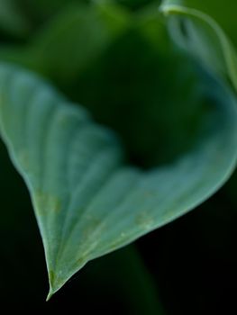 Leaf contour of the hostа plan, lush foliage. Dark green colored leaves of a plant. The hosta in the garden