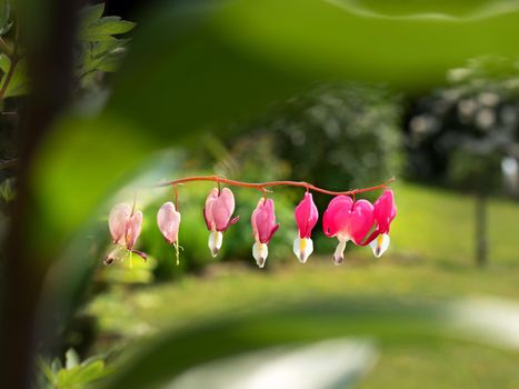 Beautiful purple, pink fuchsia flower growing from pot ,with green leaves