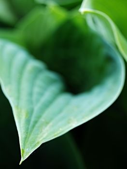 Hosta, ornamental plant for landscaping park and garden design. The Hosta plant for landscaping park and garden design. Large lush greenery with streaks. Veins of the leaf.