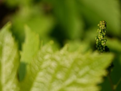 Close up of branch of unripe grape. Very young and unripe wine grapes and leaves