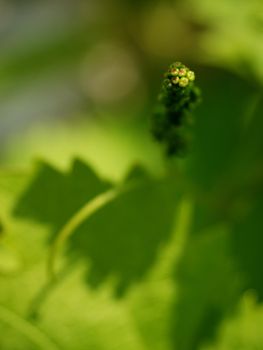Bunch of green unripe white grapes in leaves growing. Selective focus, shallow DOF.